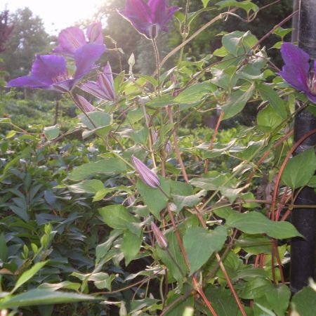 clematita  